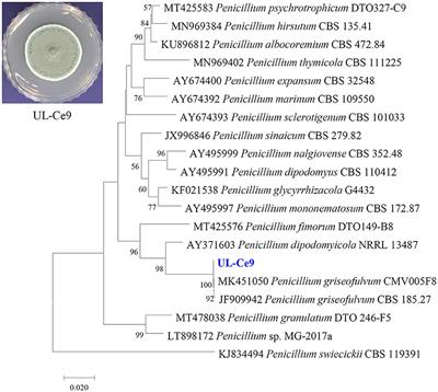 In vitro and in vivo antimicrobial activity of the fungal metabolite toluquinol against phytopathogenic bacteria